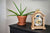 Orologio da tavolo Hermle 30x21x14 cm Legno • Fase lunare • Melodia Westminster